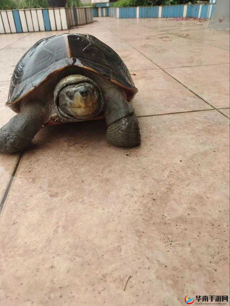 公翁大龟挺进我的小：探索未知的神秘领域