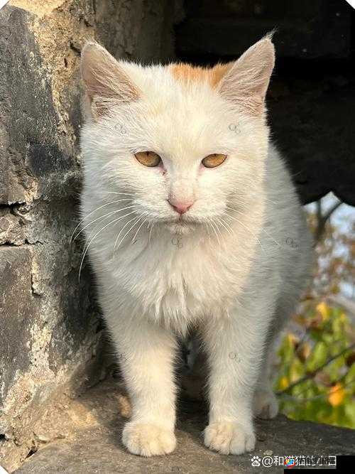 色猫视频：一场别样的视觉盛宴