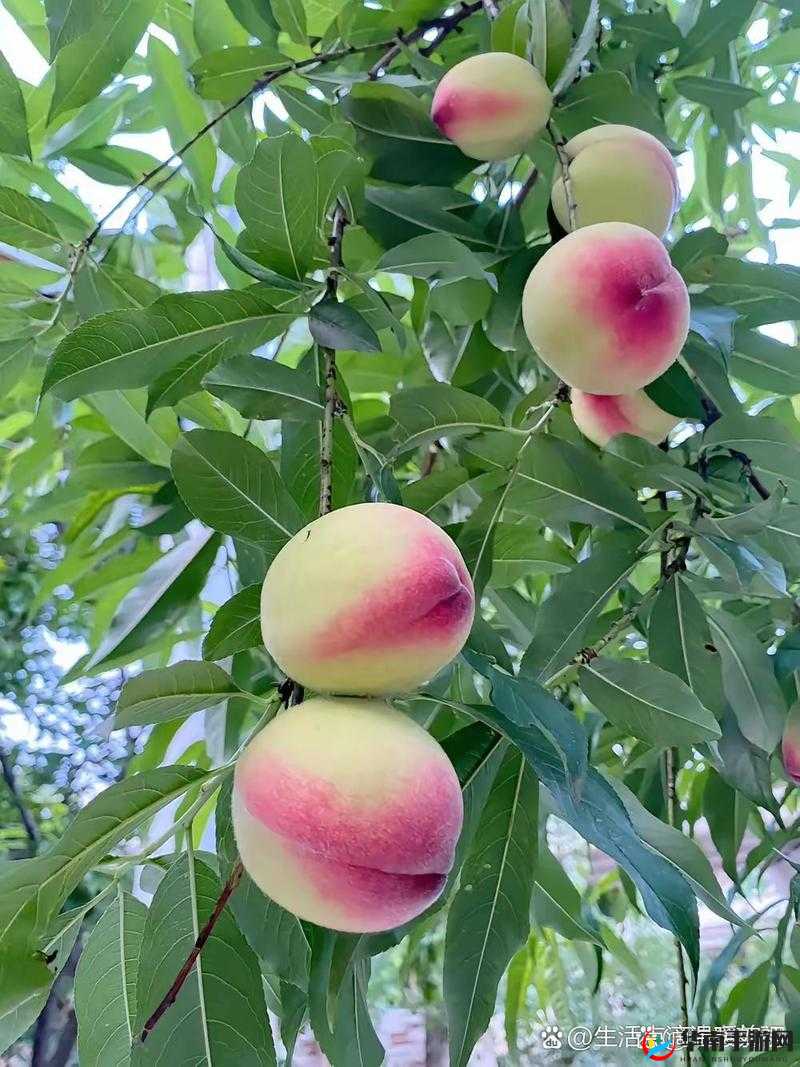 女生所好奇的桃子究竟是什么模样呢