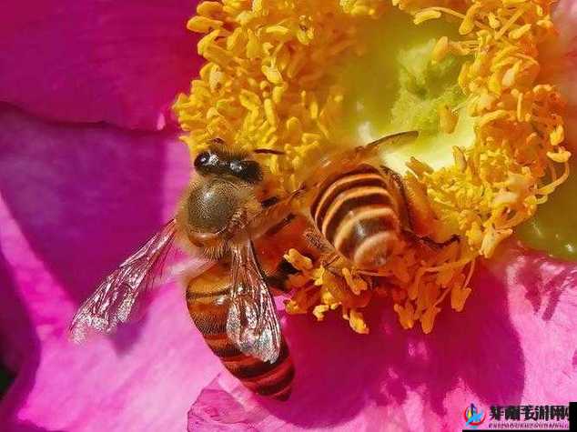 采蜜 1v.1h 方橙采意宝宝的奇妙探索之旅