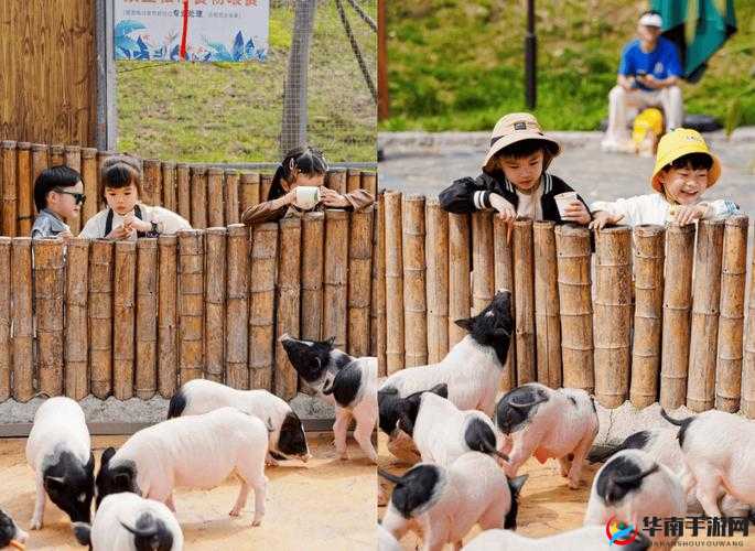 人猪交互 MOUSE 农场：打造独特生态农业体验乐园