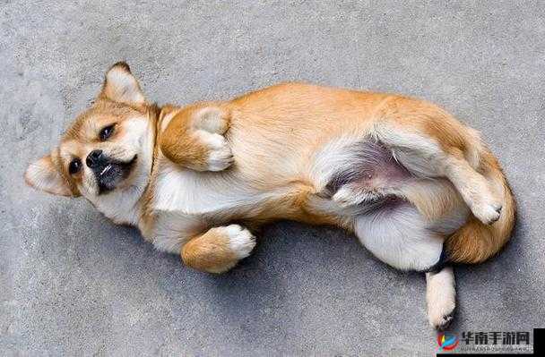 天天躁躁水汪汪：探寻其背后的深层含义与影响因素