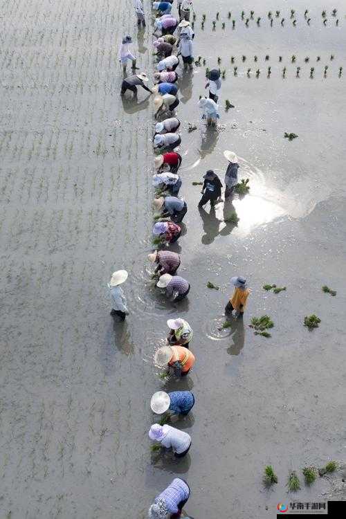 24 种男女插秧法提高效率：探究其背后的原理与实践意义