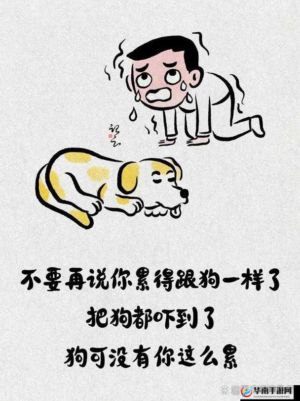 严谨人 or 猪 or 狗：关于三者之间关系的深入探讨