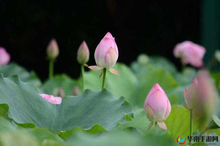 倒插莲花是什么一种独特且神秘的服务方式探讨