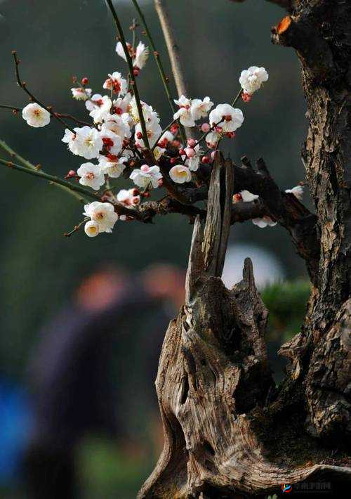 金花瓶楷梅花 2 之独特艺术魅力展现