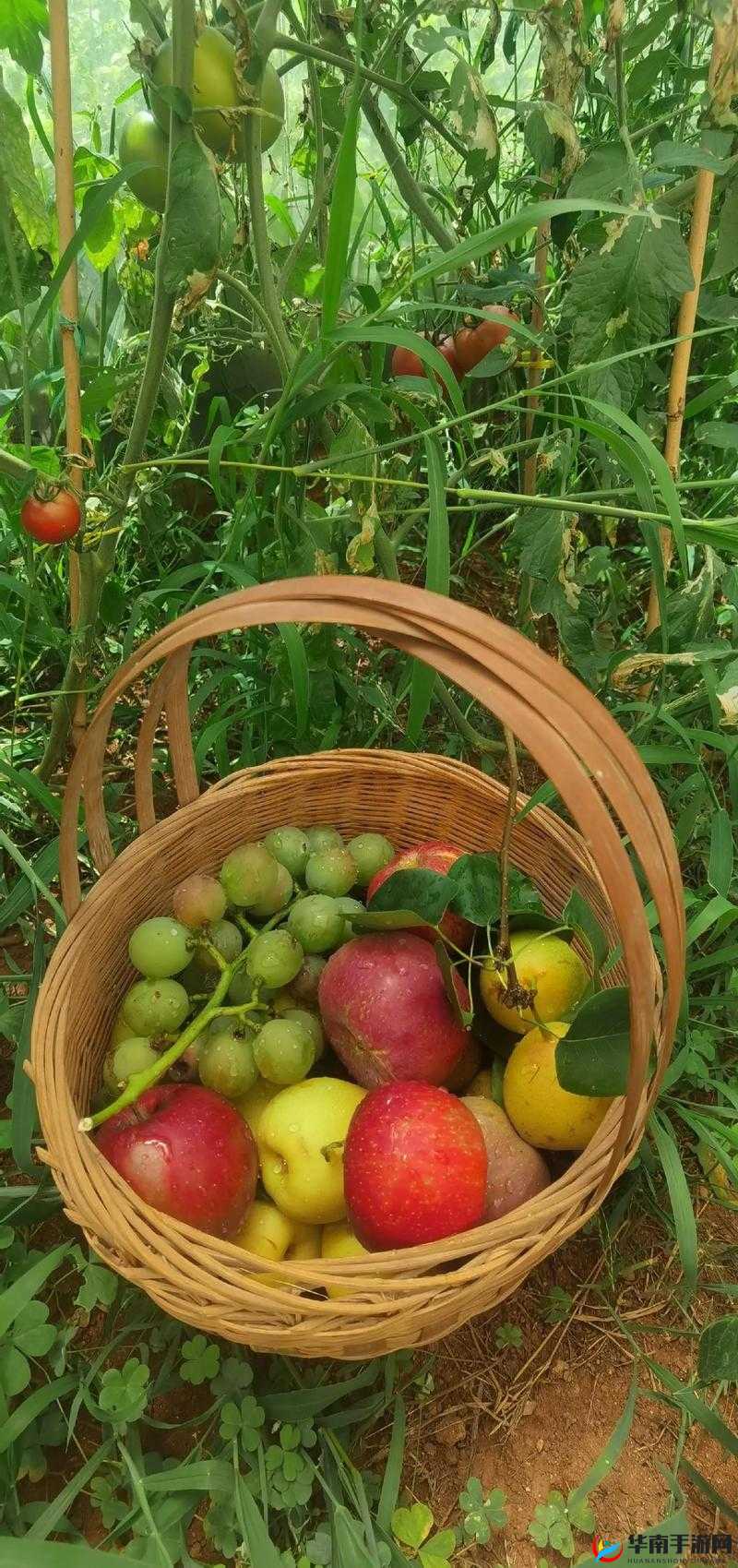 德兴若自然：成熟的果实，自然的美好