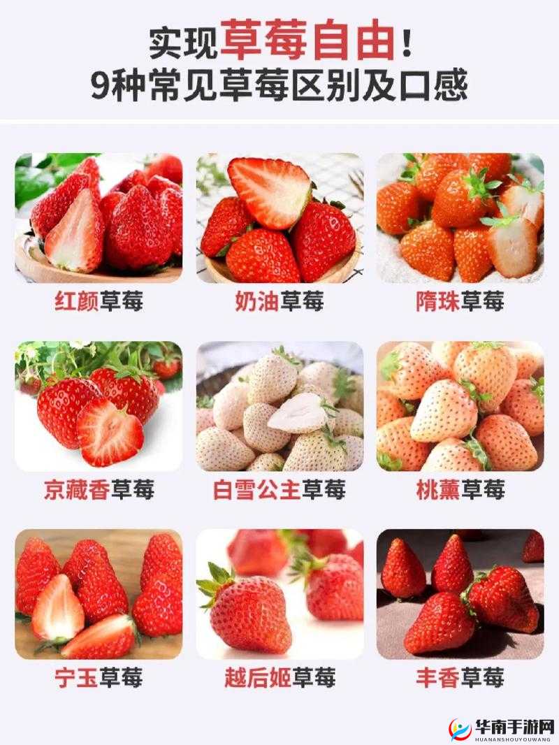 蜜丝婷大草莓与小草莓口感之区别：深入分析与详细对比