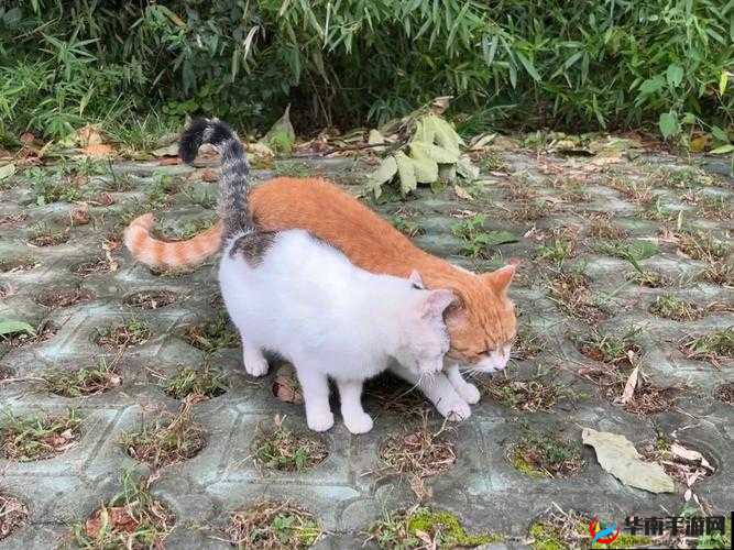 刚入睡时感觉巨大物体在动：这到底是怎么回事呢