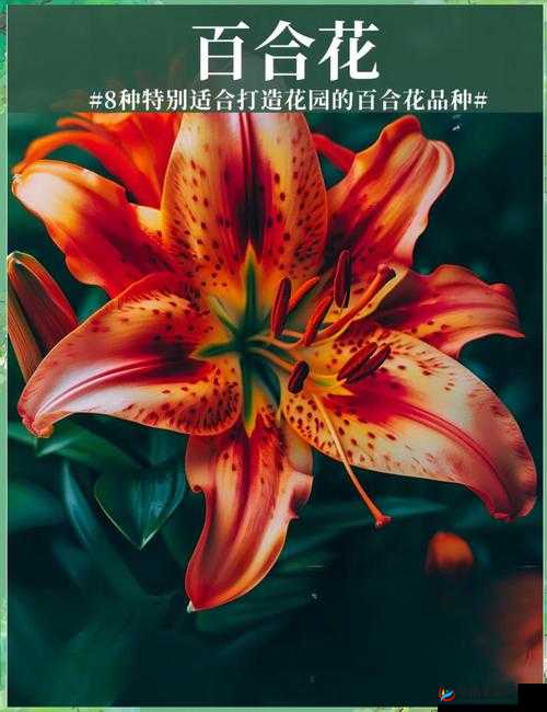 扣水的正确方法视频教程：让你的花卉更加美丽