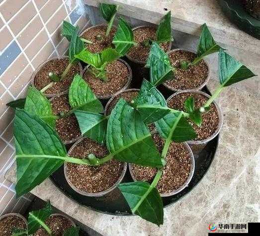 欧式 45 种扦插方式图片之详细解读与实际应用分析