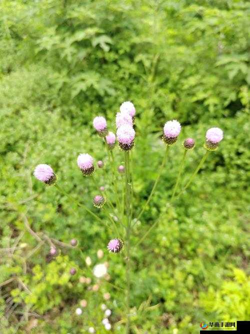 野花社区 WWW 三无限播放：畅享精彩无极限