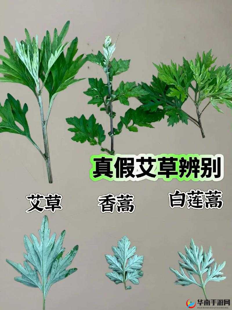嫩叶草 M 码和澳洲码的区别到底有哪些你清楚吗