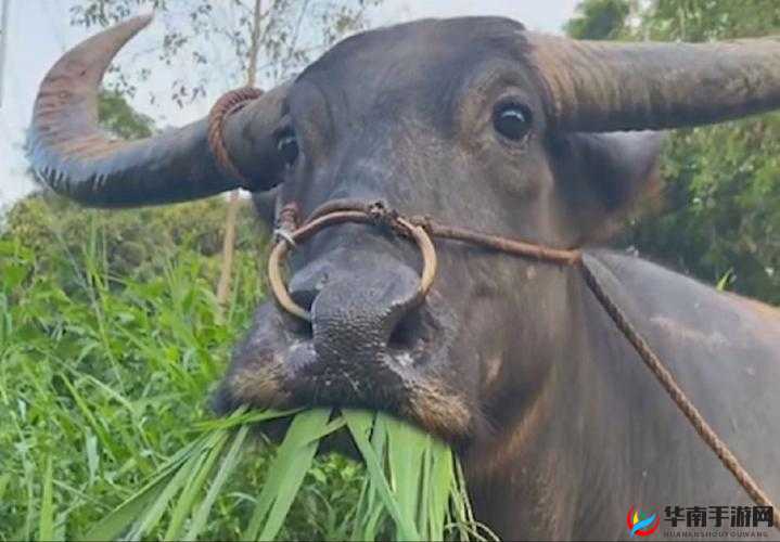 老牛嫩草一二三产物辨别：揭秘真伪，保障权益