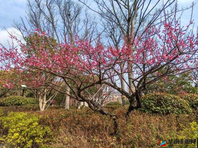 国精产品一品二品国精品 69XX：国产精品，畅享无限精彩