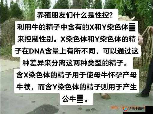 精二与精三的区别：深入剖析二者的差异要点