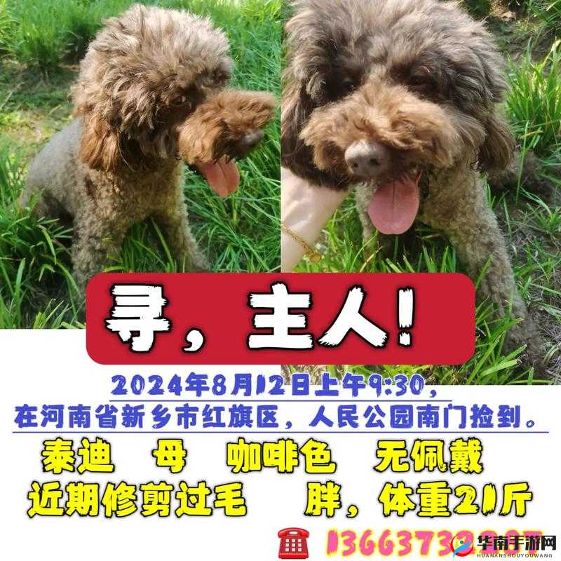 人狗胶配方大全狗狗：关于狗狗的各种配方详细介绍与解析