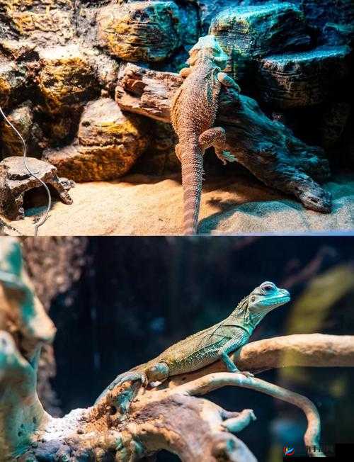 美国 Zoom 动物园：探索神奇动物世界的绝佳胜地