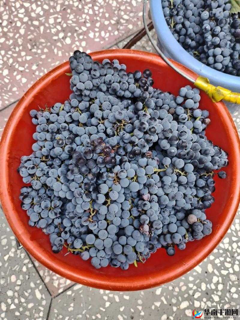 才一颗葡萄就疼成这样：当疼痛成为一种难以承受的体验