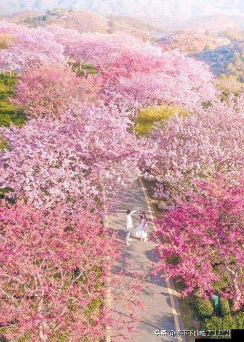 樱花 16q808a：独特魅力绽放的经典之作