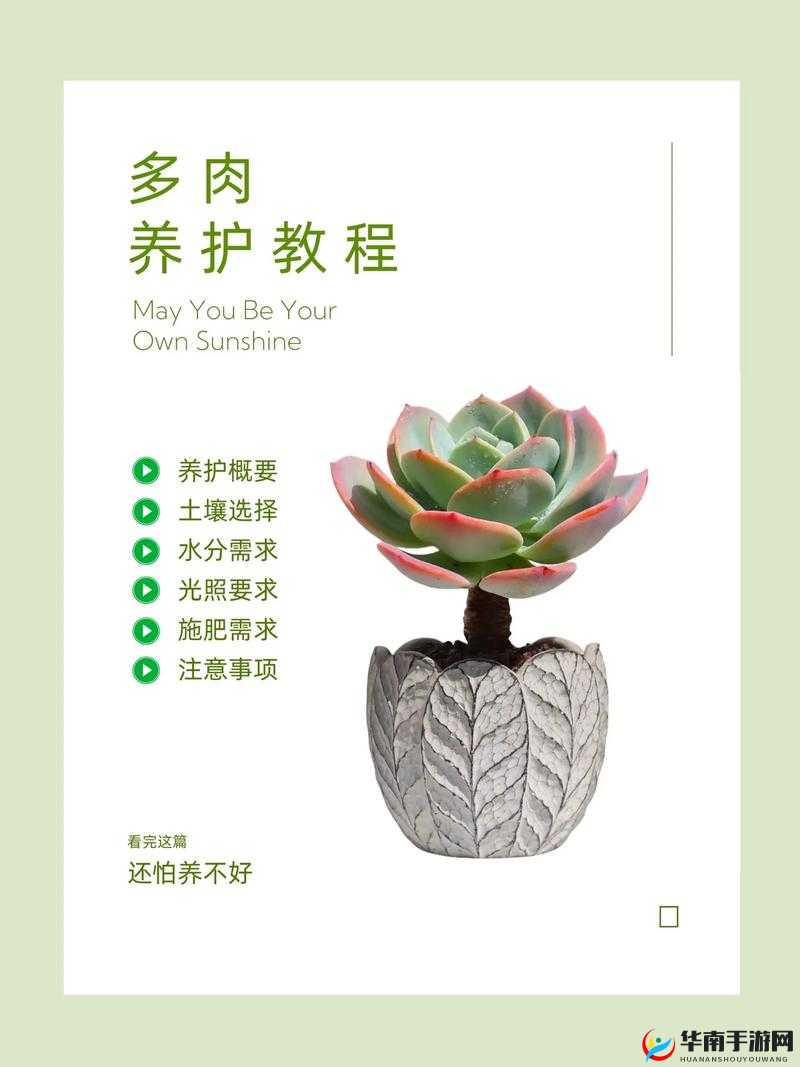 皇家共享小公主多肉怎么养：精心呵护，绽放美丽