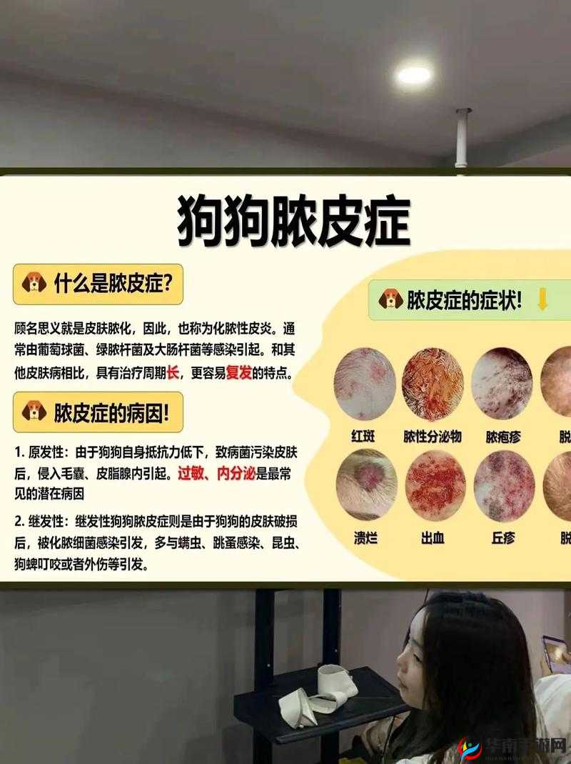 人狗胶配方大全狗狗：探索其独特魅力与实际应用