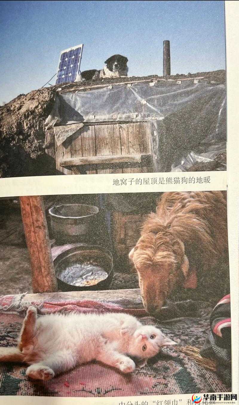 探秘ZOOMSERVO 兽狗牧场：揭秘其背后的神秘故事与不为人知的细节