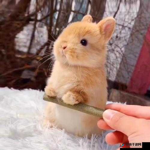 尺寸 1v1 长耳朵的兔子：超级可爱让人喜爱的萌宠形象