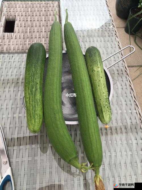 草莓向日葵黄瓜丝瓜等蔬果的奇妙组合与别样风情