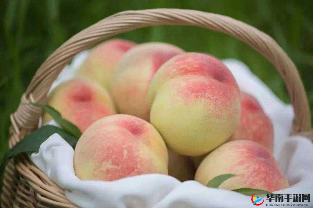 水蜜桃一三四专区：一个充满魅力与特色的地方