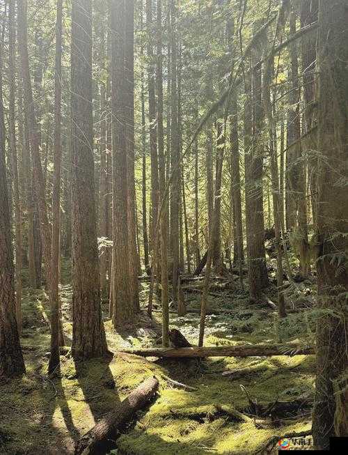 waswaswaswaskino 免费，带你畅游精彩世界