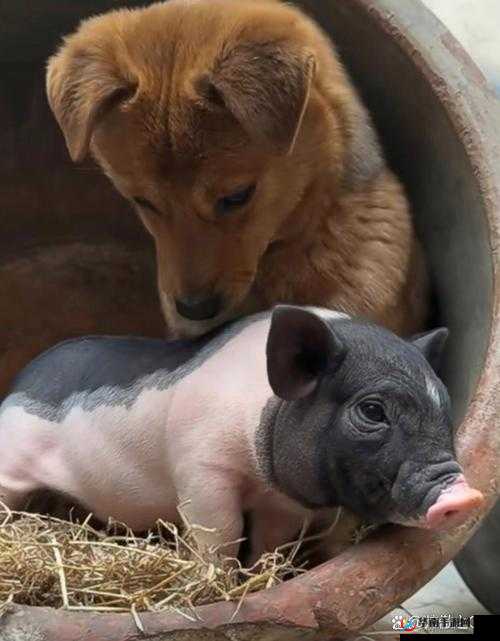 人 or 猪 or 狗热度超高引发广泛讨论和关注