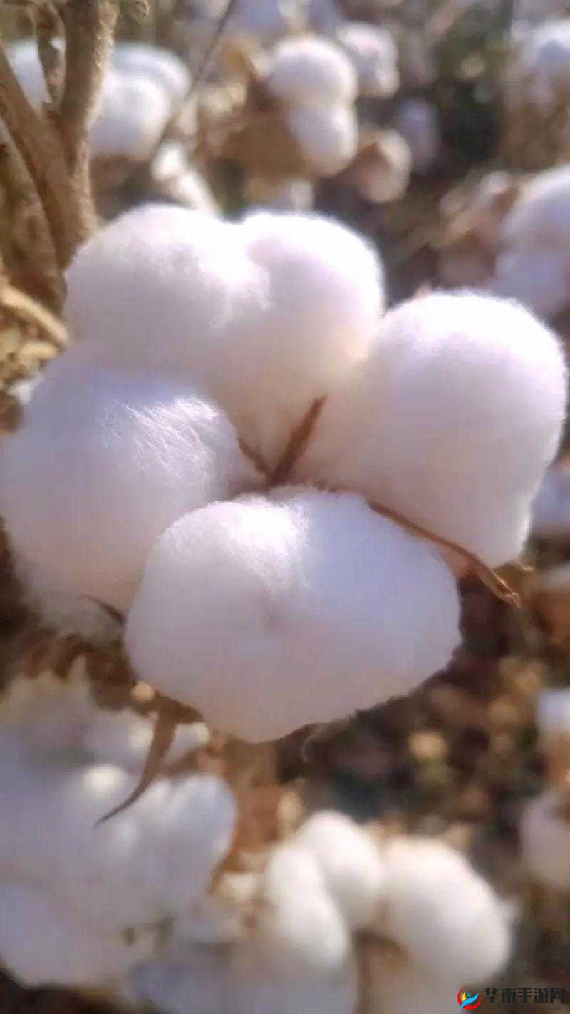 中国新疆棉花：洁白无瑕的优质原材料