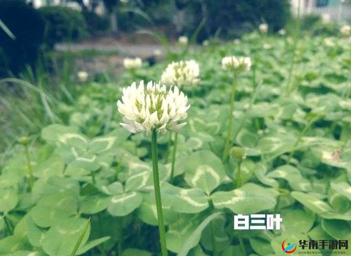 三叶草m欧洲码和天堂：探索其背后的神秘世界与独特魅力