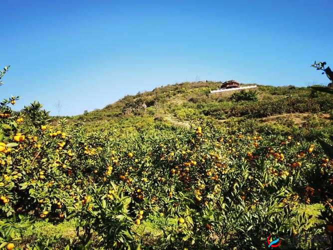 嫩草精产一二三产区：优质资源汇聚地