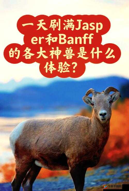 美国 ZOOM 动物：开启奇妙之旅欢迎您