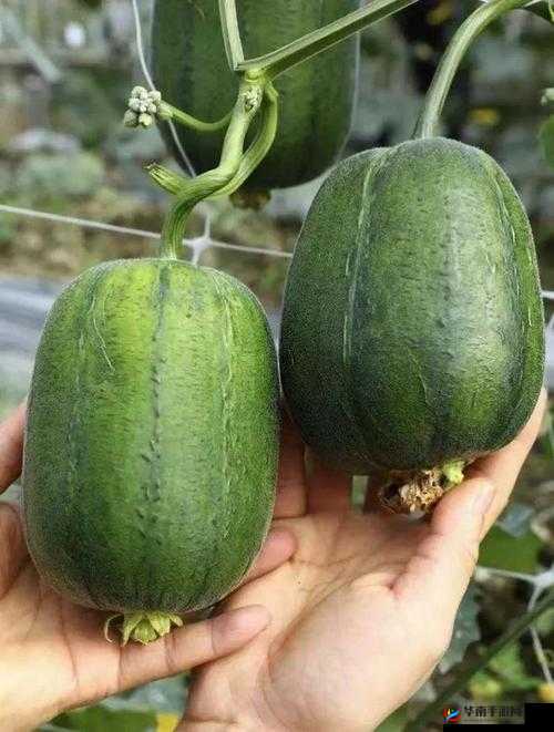 香蕉苹果水蜜桃丝瓜视频畅享无收费限制尽情观看