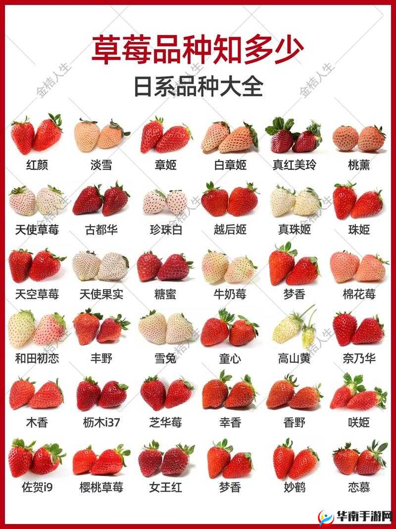 精产国品一二三产区草莓：优质草莓的不同产区特色介绍