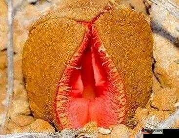 鲍鱼、一线天、蝴蝶馒头的真面目：你绝对想象不到