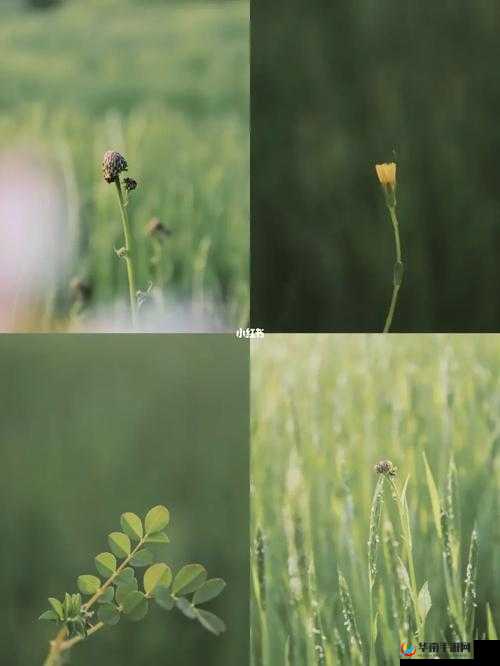 一级调色二级调色三级调色 054 宣布加入野草资源引发关注