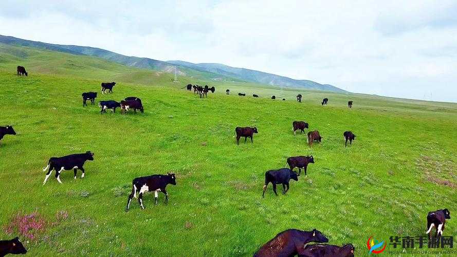 ZOOMSERVO 牧场：优质奶源的孕育之地