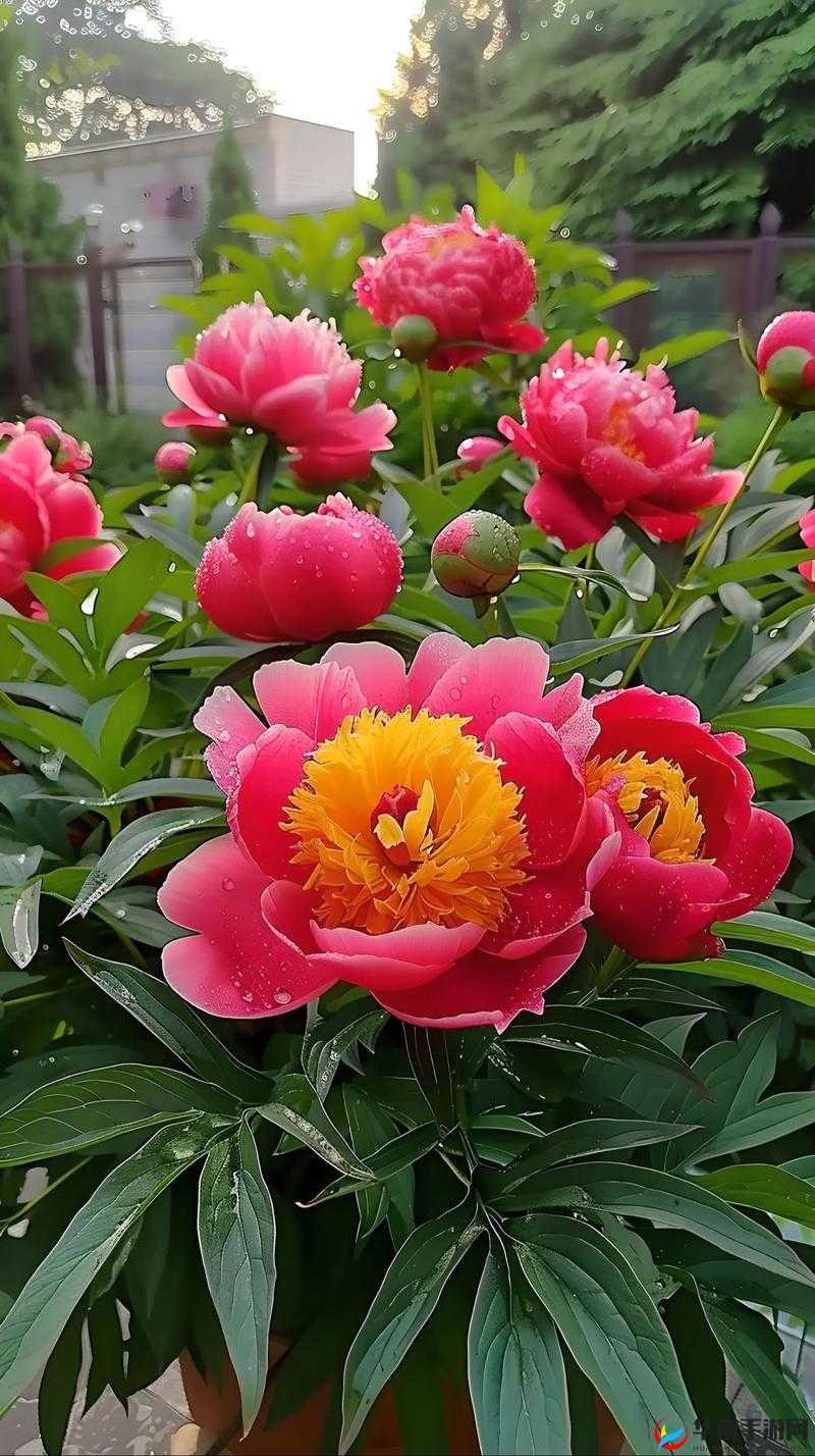 天香国色：繁花绽放中尽显倾国倾城之美