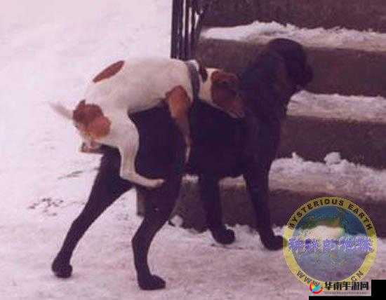 狗狗配人怎么配电视：深入探究其中的原理和方法