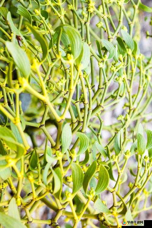 双管齐下金银花：探寻其独特药用价值与神奇功效