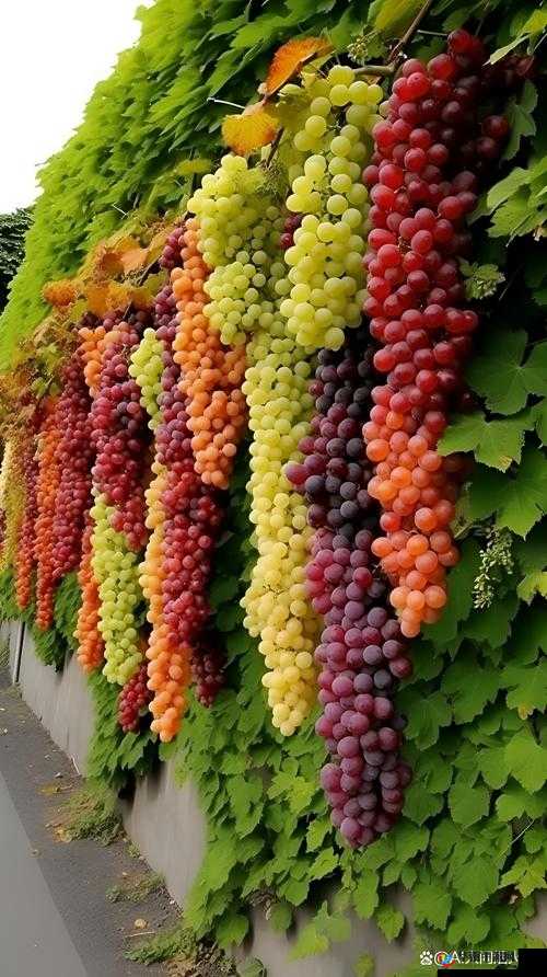 一串串葡萄：一嘟噜一嘟噜的甜蜜诱惑