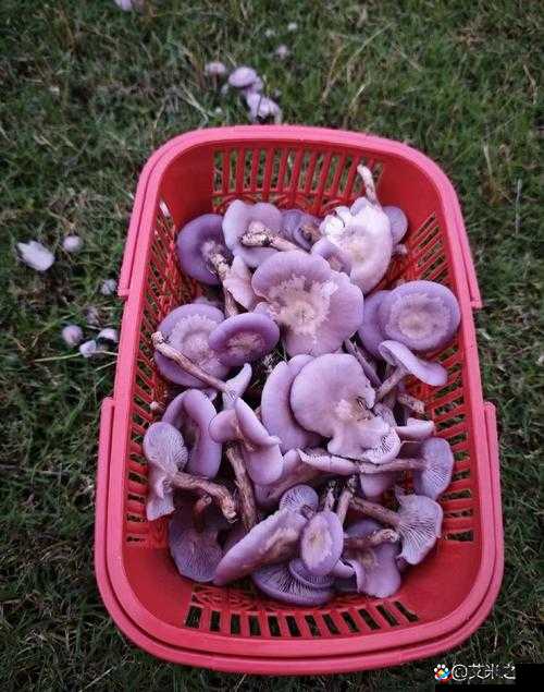 紫色蘑菇根粗大迟迟不收入：是何原因？有毒吗？
