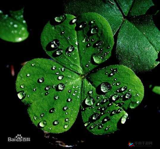 含羞草四叶草三叶草的奇妙世界与独特魅力探索之旅