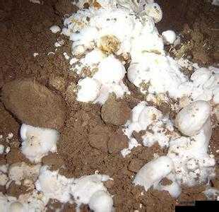 胡桃尿道口流出白色脓状物是什么：引发的健康隐忧及应对策略