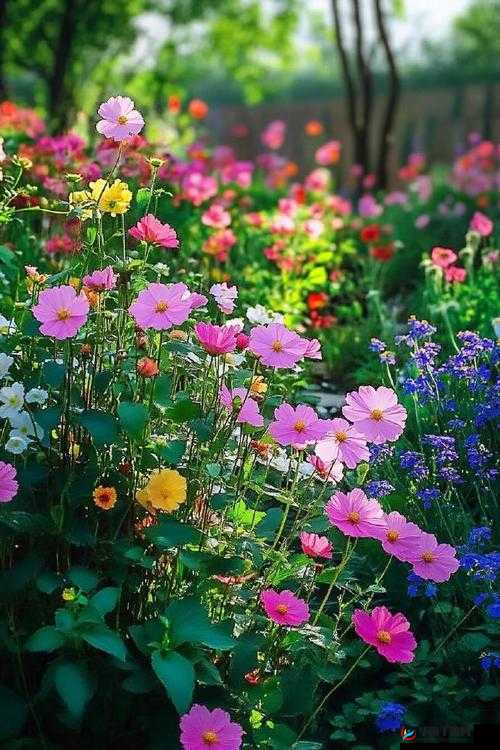 野花香日本大全免费观看：探索日本的花朵之美