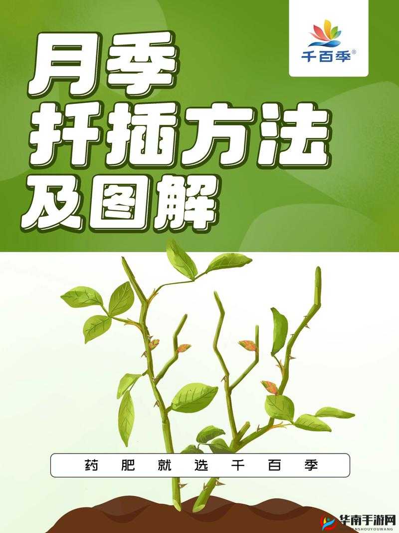 韩式 72 种扦插方式：全面解析与实用技巧分享